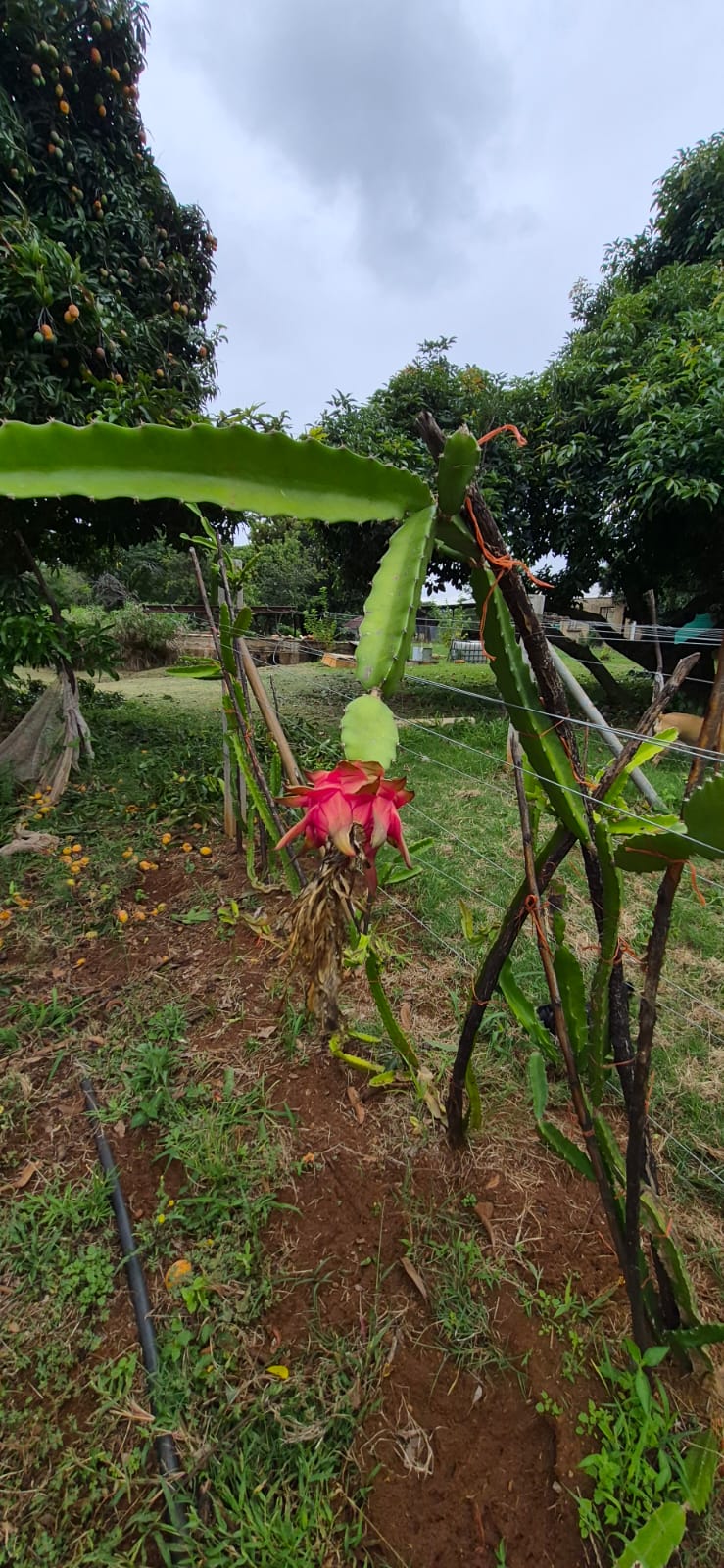 7 Bedroom Property for Sale in Modderfontein AH North West